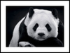 panda_30x40_WEBB.jpg